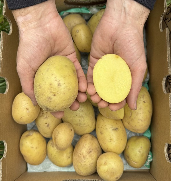 Buy New White Potatoes Online at Tropitop