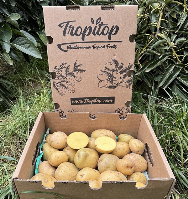 Buy New White Potatoes Online at Tropitop
