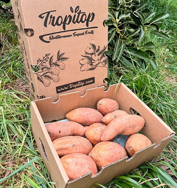 Acheter des Patates Douces en ligne sur Tropitop