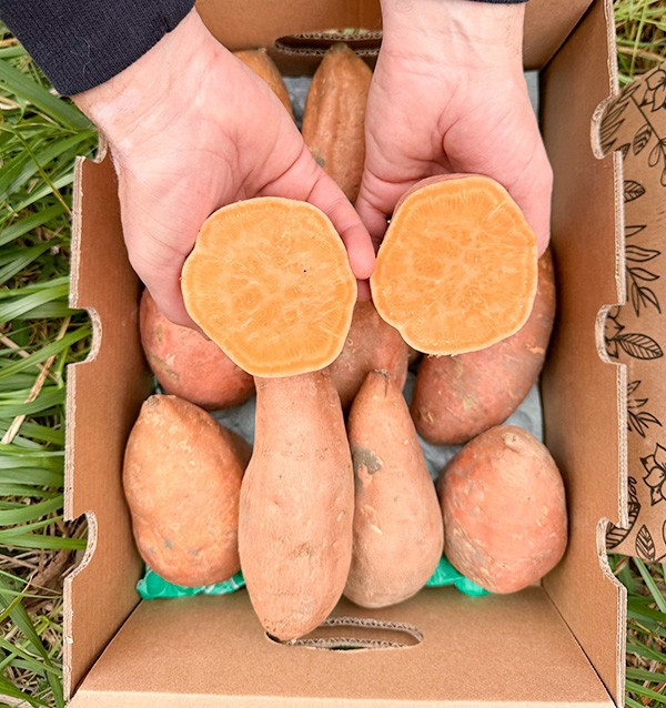 Buy Sweet Potatoes Online at Tropitop
