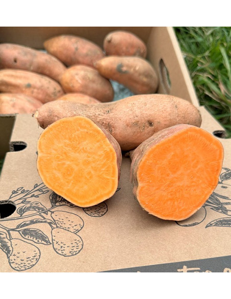 Buy Sweet Potatoes Online at Tropitop
