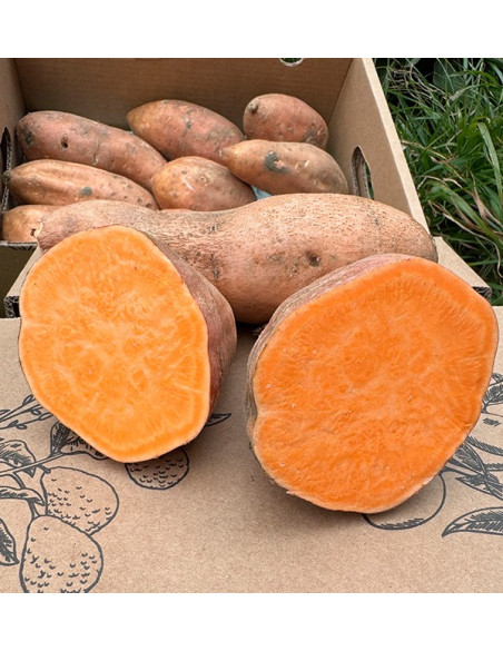 Buy Sweet Potatoes Online at Tropitop