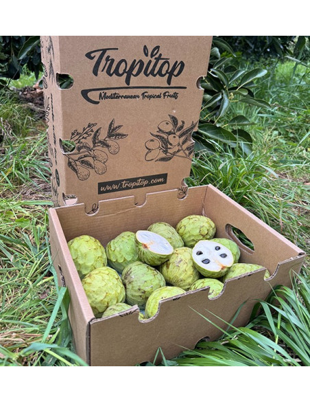 Buy Cherimoya Online at Tropitop