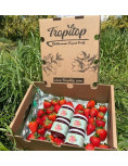 Marmellata di Fragole