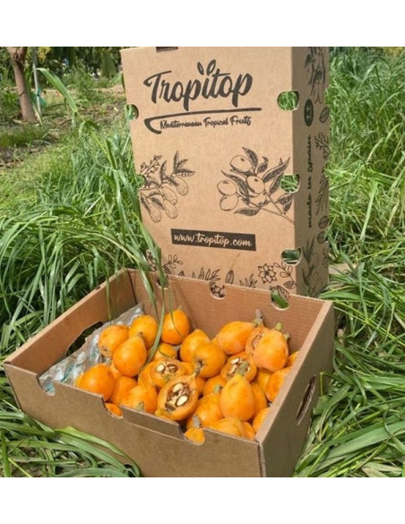 Buy Loquats Online at Tropitop