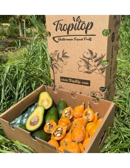 Buy Loquats and Hass Avocados Online at Tropitop