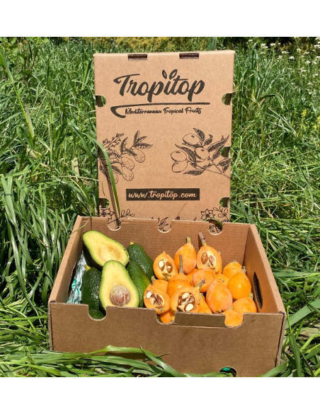 Buy Loquats and Hass Avocados Online at Tropitop