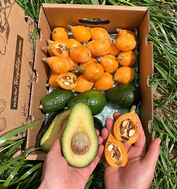 Comprar Nísperos y Aguacates Hass Online en Tropitop