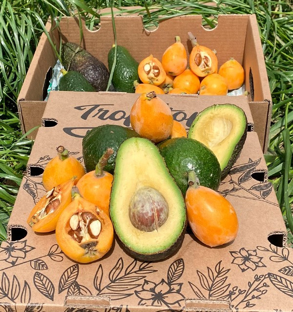 Buy Loquats and Hass Avocados Online at Tropitop
