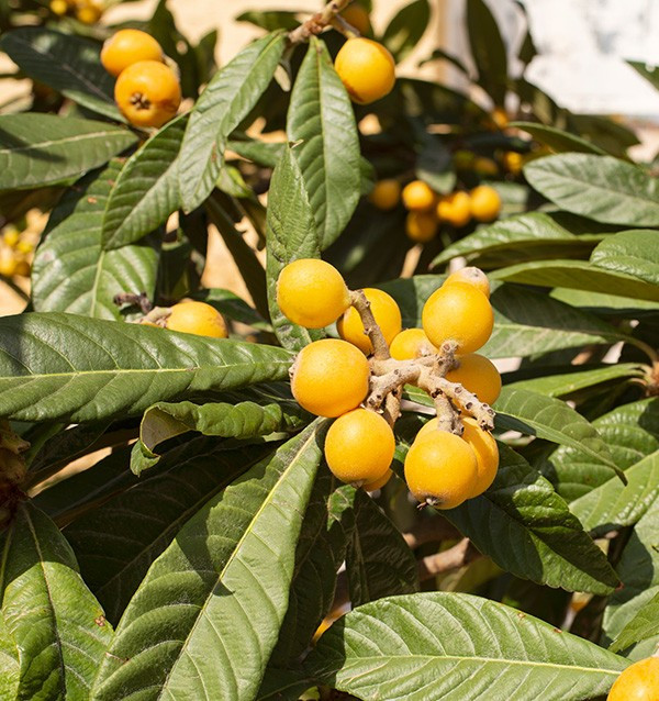 Buy Loquats and Hass Avocados Online at Tropitop