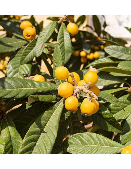 Buy Loquats and Hass Avocados Online at Tropitop