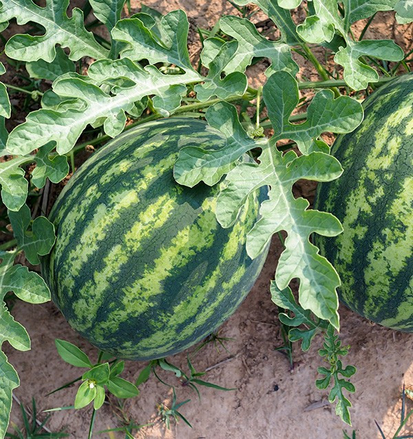 Gestreifte Wassermelone online kaufen bei Tropitop