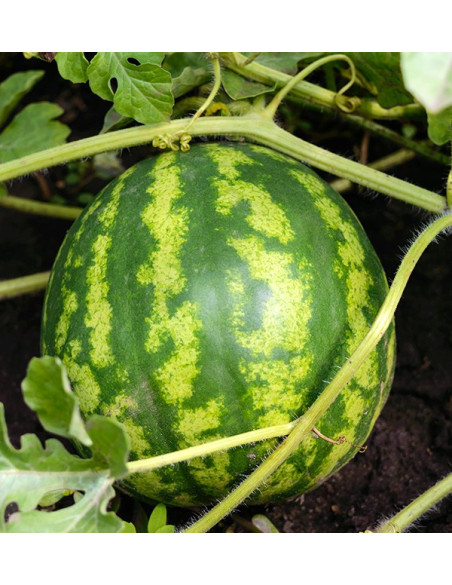 Buy Striped Watermelon Online at Tropitop