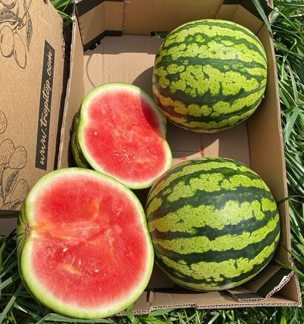 Comprar Melancia Rajada Online na Tropitop