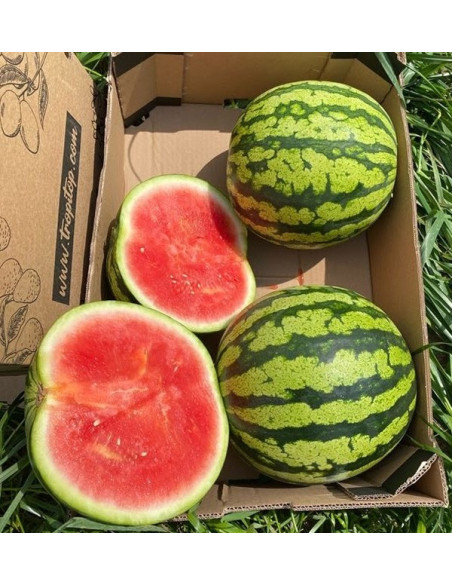 Buy Striped Watermelon Online at Tropitop