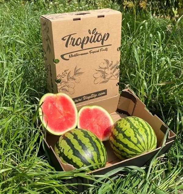 Buy Striped Watermelon Online at Tropitop