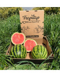 Striped Watermelon