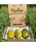 Piel de Sapo Melon