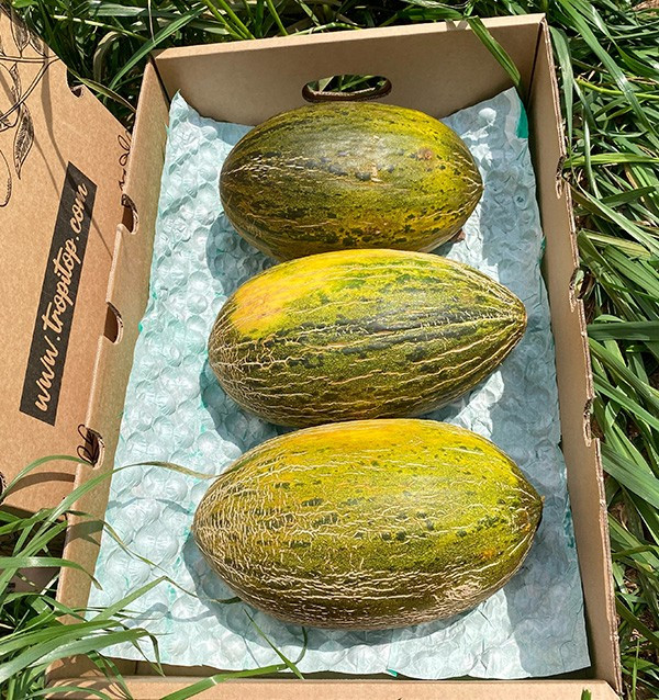 Compra online Melone verde spagnolo su Tropitop