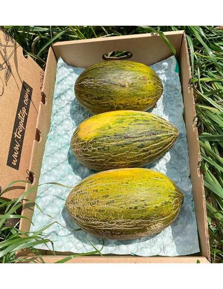 Buy Piel de Sapo Melon Online at Tropitop