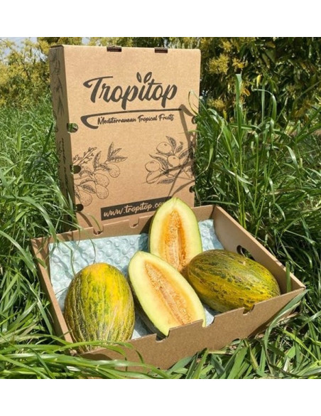 Compra online Melone verde spagnolo su Tropitop