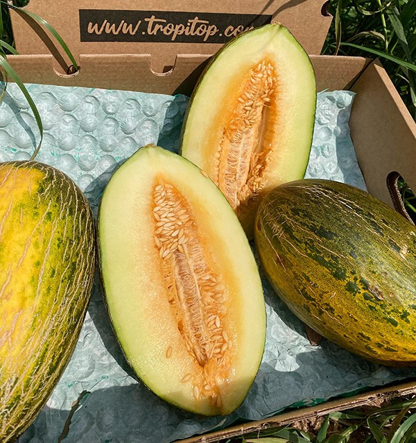 Acheter Melon vert d’Espagne en ligne sur Tropitop