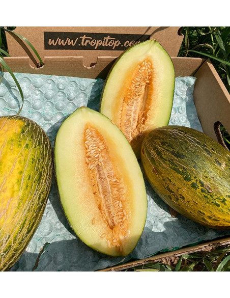 Buy Piel de Sapo Melon Online at Tropitop