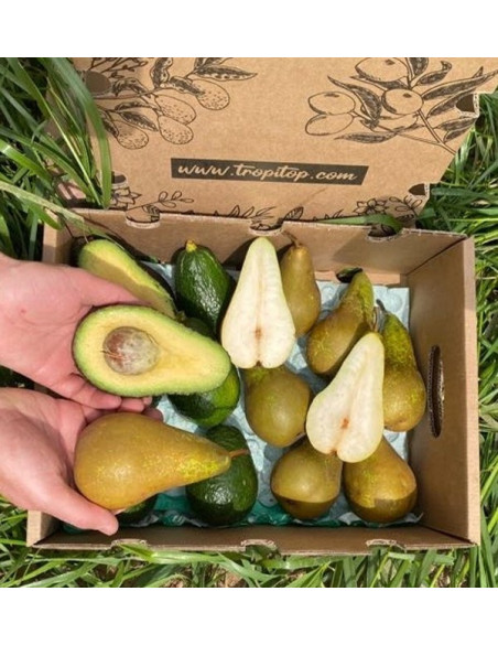 Aguacates Hass y Peras