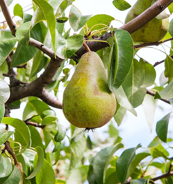 Comprare Avocado Hass e Pere Online | Tropitop