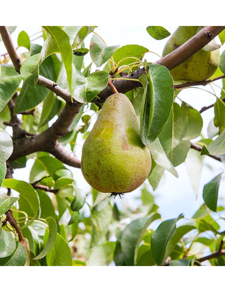 Aguacates Hass y Peras