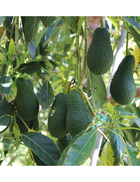 Aguacates Hass y Peras