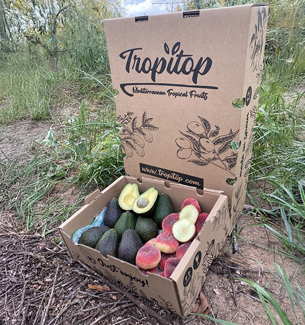 Comprar Aguacates Hass y Paraguayos Online en Tropitop 2