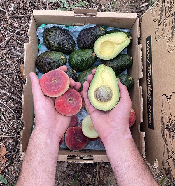 Hass-Avocados und Flachpfirsiche Online Kaufen | Tropitop