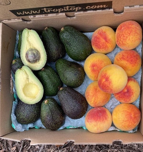 Avocados Hass und Gelbe Pfirsiche Online Kaufen | Tropitop
