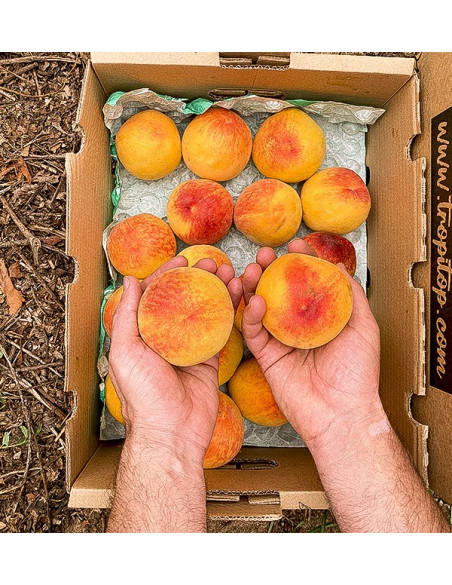 Gelbe Pfirsiche Online Kaufen | Saisonale Früchte Direkt vom Erzeuger