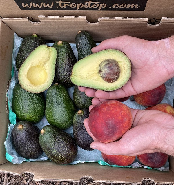 Avocados Hass und Rote Pfirsiche Online Kaufen | Tropitop