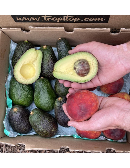 Comprar Aguacates Hass y Melocotón Rojo Online en Tropitop