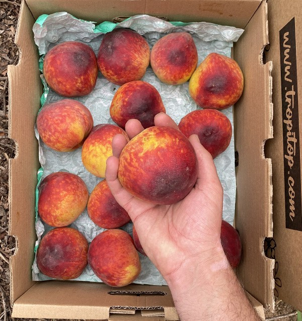 Buy Red Peaches Online | Seasonal Fruit Direct from the Farmer