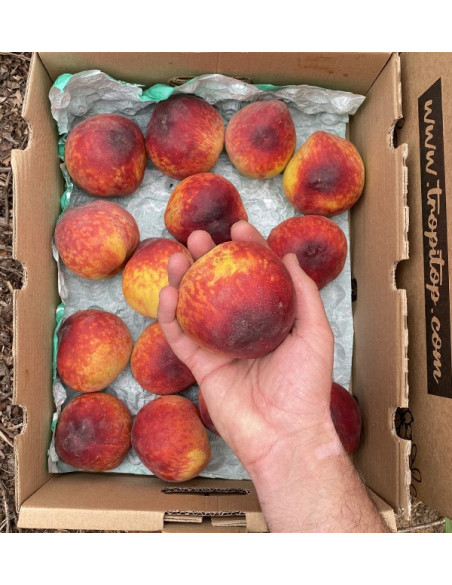 Acheter Pêches Rouges en Ligne | Fruits de Saison Direct Producteur