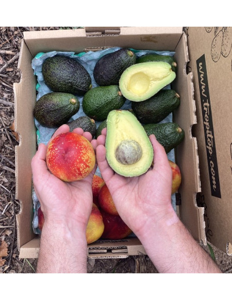 Comprar Aguacates Hass y Nectarinas Online en Tropitop
