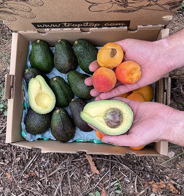 Acheter Avocats Hass et Abricots en Ligne | Tropitop