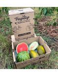 Watermelon and Piel de Sapo Melons