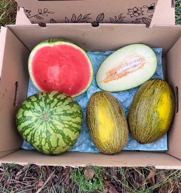 Buy Striped Watermelon and Piel de Sapo Melons Online | Tropitop