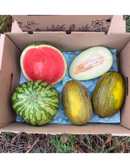 Acheter Pastèque Rayée et Melons Piel de Sapo en ligne | Tropitop