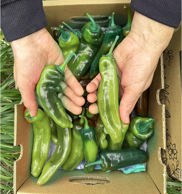 Rote Italienische Paprika Online bei Tropitop kaufen