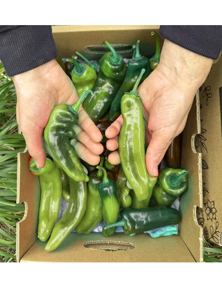 Buy Italian Red Peppers Online at Tropitop