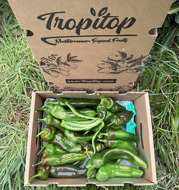 Buy Italian Red Peppers Online at Tropitop