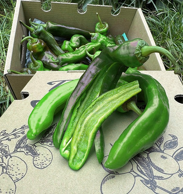 Comprar Pimientos Italianos Rojos Online en Tropitop