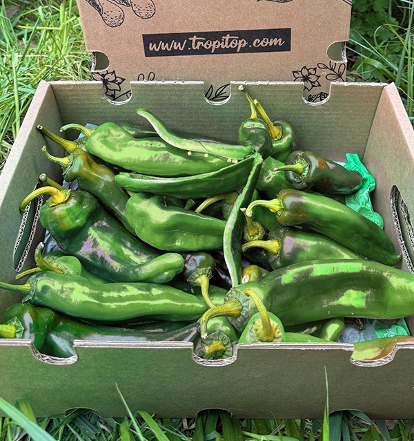 Comprar Pimientos Italianos Rojos Online en Tropitop