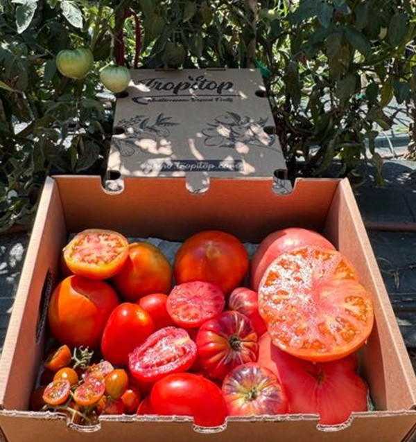 Comprar Pack de Tomates Variados da Época Online | Tomates Premium | Tropitop